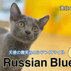 【 ロシアンブルー 】小顔でモデル体型！スレンダーBODYのイケにゃんこ！