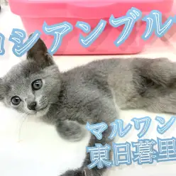 【 ロシアンブルー 】見た目は子猫で中身は子犬？！な美人にゃんこ♪