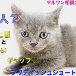 【 ブリティッシュショートヘア 】ギャップ萌え！心が空の様に広いブルーキャット