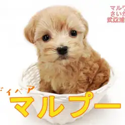 【 MIX・マルプー 】8/3入店のプレミアムパピーを最速レビュー！！