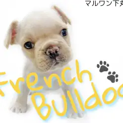 【 フレンチブルドッグ 】下丸子店スタッフが教えるフレブルの魅力!!