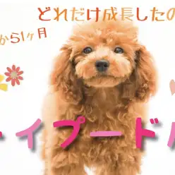 【 トイ・プードル 】トレーニングの様子も公開♪トイプーちゃんの成長記録！