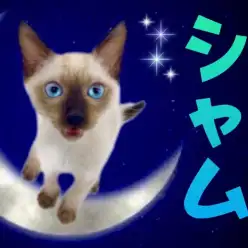 【 シャム 】サファイアブルーの瞳が麗しいオリエンタル美男子登場！！