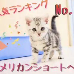 【 アメリカンショートヘア 】人気ランキングNO.1！初めての事にチャレンジ！