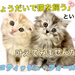 【 スコティッシュフォールド 】夢の兄妹飼い♡垂れ耳×長毛のお兄ちゃんスコ♪