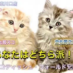 【 スコティッシュ・フォールド 】兄妹で同時入店!兄と色違いの立ち耳×長毛スコ!