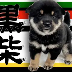 【 黒柴 】胸元に現れた鳳凰が神々しい！横浜で1番丸いたぬき顔♪