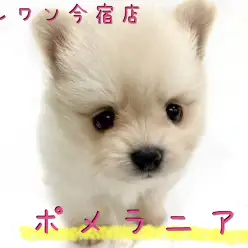 【 ポメラニアン 】クリーム・童顔フェイス・手乗りサイズのプレミアムわんこ!