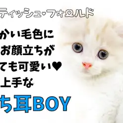 【 スコティッシュフォールド 】柔らかい毛色・丸いお顔・特技は甘え上手！