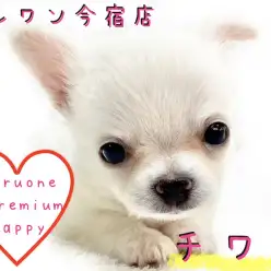 【 チワワ 】クリーム・小さめ・チャンピオン直仔！短足2頭身BODYの男の子！
