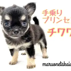 【 チワワ 】世界最小!アップルヘッドの手乗りプリンセス!