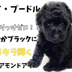 【トイ・プードル】混じりっけゼロ！艷やかに輝くブラックダイアモンドアイ！