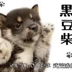 【 豆柴 】小さめ黒豆柴くん！魅力や食事をご紹介！！