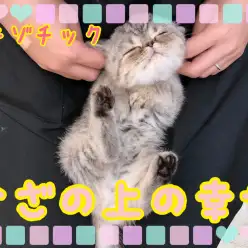 【 エキゾチック 】ひざの上の幸せ！最高の膝乗り猫エキゾチック