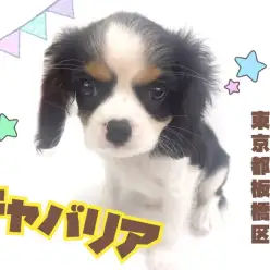 【 キャバリア 】ご家族への愛情は無限大！天真爛漫なアイドル犬登場！！