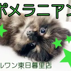 【 ポメラニアン 】希少カラーブラック&タンのくまポメ登場！上から見るとまん丸！？