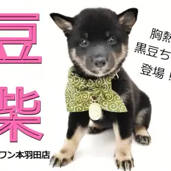 【 豆柴 】必見！胸が熱くなる可愛さの黒豆柴ベビーが東京都羽田に新登場！