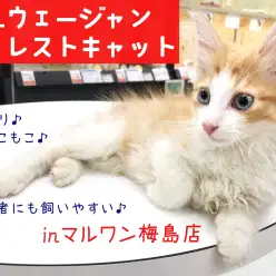 【 ノルウェージャン 】ネコ初心者必見!たった5分の長毛お手入れ法を大公開!