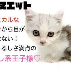 【 ミヌエット 】コミカルな動きから目が離せない！愛くるしさ満点の癒し系王子様！