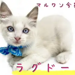 【 ラグドール 】ブルーの瞳が輝く究極の美猫！甘えん坊のイケメンにゃんこ！