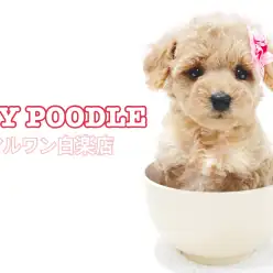 【 トイ・プードル 】白楽店で史上最大級の注目犬種！子犬の甘噛み対策も伝授！