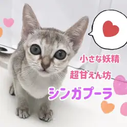 【 シンガプーラ 】飼いやすさNO.1！超甘えん坊な「小さな妖精」