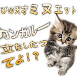 【 ミヌエット 】遊びの天才キャット！早くもカンガルー立ちしたってよ！