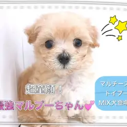【 MIX 】パパとママの良いとこどり！最強のマルプーちゃん登場！！