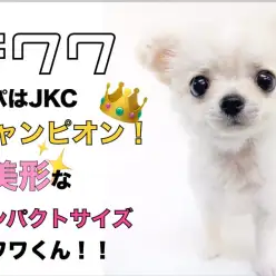 【 チワワ 】パパはJKCチャンピオン！ 超美形なコンパクトサイズチワワくん！