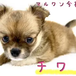 【 チワワ 】幸せを呼ぶ困り顔の小さめサイズ！お迎え時のポイントもご紹介！