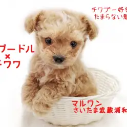 【 MIX・チワプー 】ミックス犬好きへ送る魅力！初めての小型犬Q＆A！