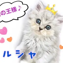 【 ペルシャ 】超癒し系にゃんこ！猫の王様ペルシャ！