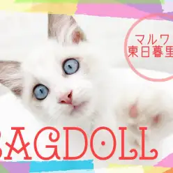 【 ラグドール 】クールな見た目で超甘えん坊！大型猫なのに犬みたいなラグちゃん！