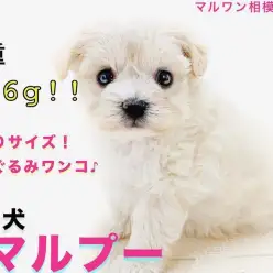 【 MIX 】驚愕！生後49日で体重356g！ティーカップサイズの手乗りマルプー