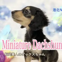 【 ミニチュアダックスフント 】パパはカニンヘン！フレンドリーな小さめサイズ！
