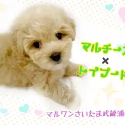 【 MIX・マルプー 】初めて飼うワンコにオススメ!表情豊かなマルプーくん!