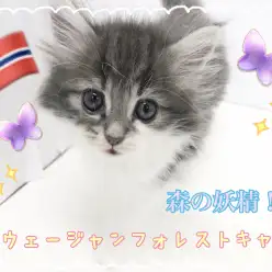 【 ノルウェージャンフォレストキャット 】大人気のブルー！森の妖精がやってきた！！