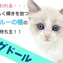 【 ラグドール 】心奪われる…美しく輝きを放つブルーの瞳の持ち主!!