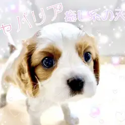 【 キャバリア 】癒し系の天使降臨！ブレンハイムの可愛すぎる女の子！