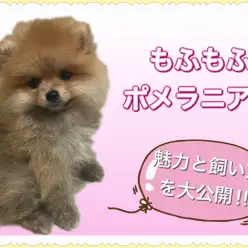 【 ポメラニアン 】みんなのアイドル間違いなし！その魅力と飼い方を大公開！