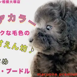 【 トイプードル 】小さめのレアカラー！可愛さと楽しみ満載なペットライフを！