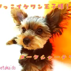 【 ヨークシャーテリア 】生後5ヶ月で約1.0kg!極小イケワン王子様!