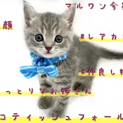 【 スコティッシュフォールド  】姉妹で入店！レアカラー・丸顔のおっとりお姉ちゃん！