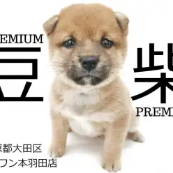 【 豆柴犬 】短い鼻・癒しの垂れ目・丸顔が激カワなタヌキ豆柴の赤ちゃん登場