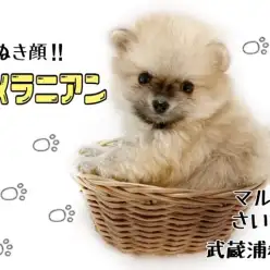 【 ポメラニアン 】究極のたぬきポメ！小さな子犬との暮らしもご紹介！！