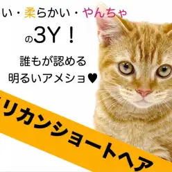 【 アメリカンショートヘア 】優しい・柔らかい・陽気の3Y!誰もが認める明るさ!