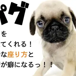 【 パグ 】笑いを与えてくれる！独特な座り方と表情が癖になるっ！！
