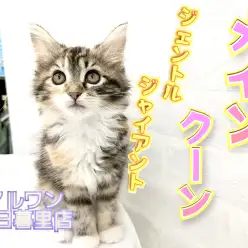 【 メインクーン 】ジェントルウーマンの内に秘める可能性は無限大！？