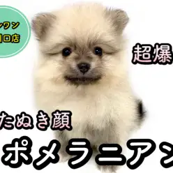 【 ポメラニアン 】「たぬき顔・爆毛・小柄」全てが揃った最強ポメがやってきた!
