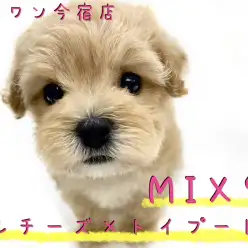 【 マルプー 】マルチーズとトイプードルの最強MIX！可愛さ満点のオンリーわんこ！